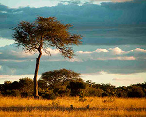 Hwange nationalpark - www.rejsecenterdjursland.dk