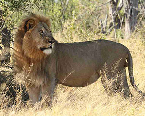 Safari i Hwange nationalpark - www. rejsecenterdjursland.dk