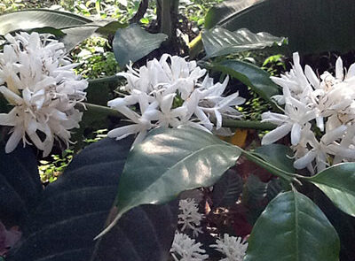 Kaffebuske i blomst - www.rejsecenterdjursland.dk